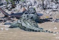 20 Buaya Raksasa yang Pernah Ditemukan