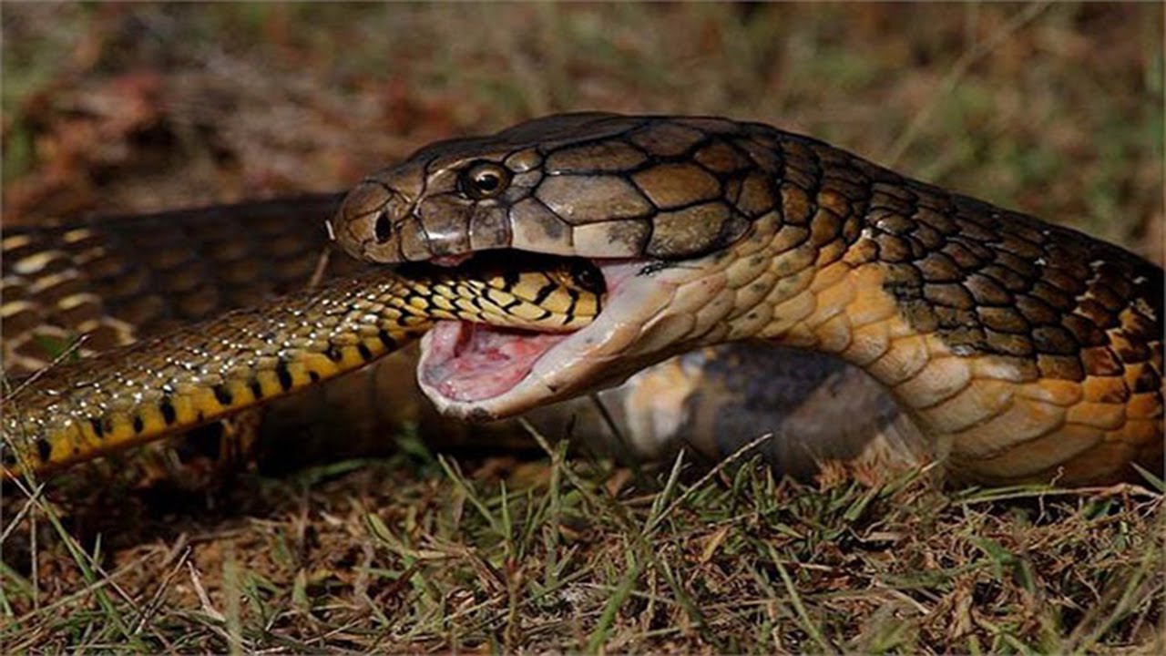 king cobra