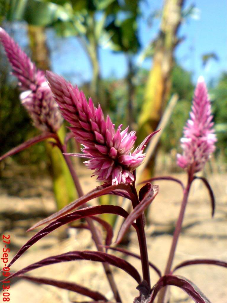 daun-boroco-untuk-katarak