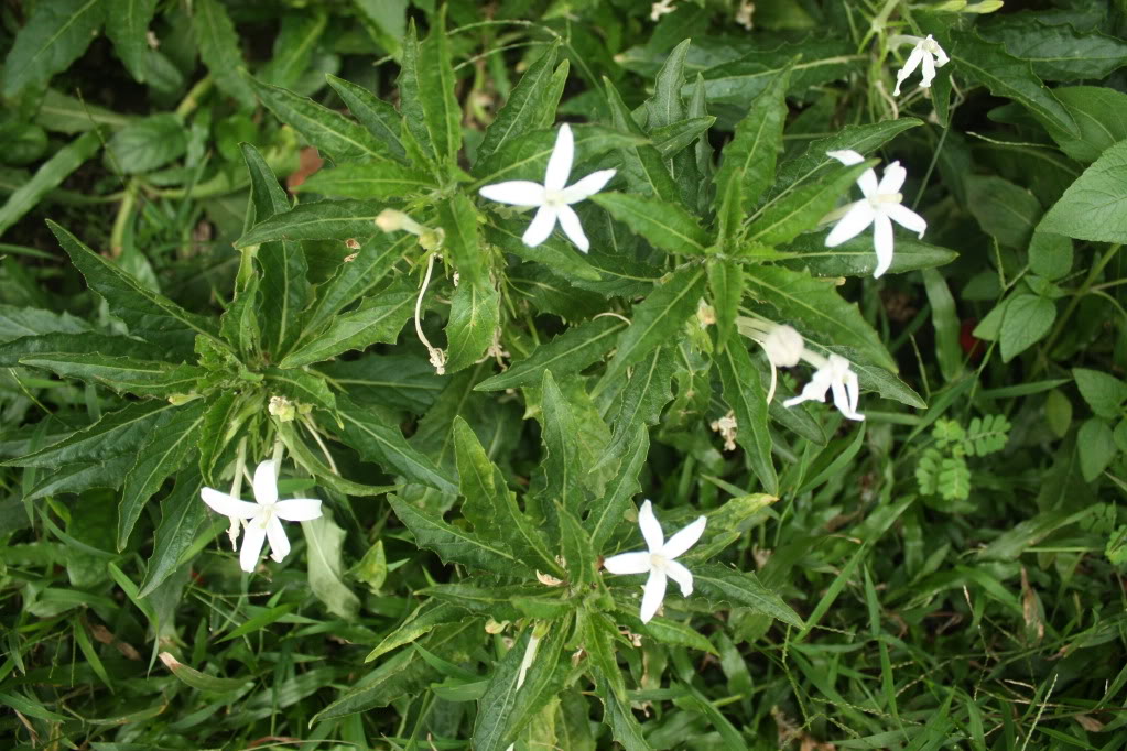 Daun ki tolod sebagai obat radang tenggorokan