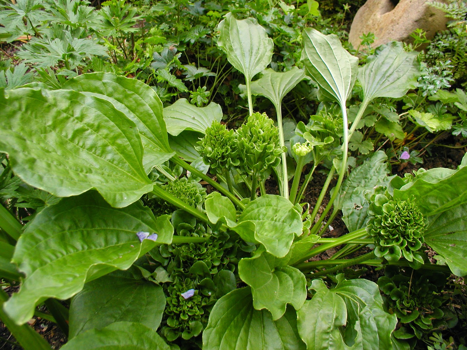 Daun sendok untuk katarak