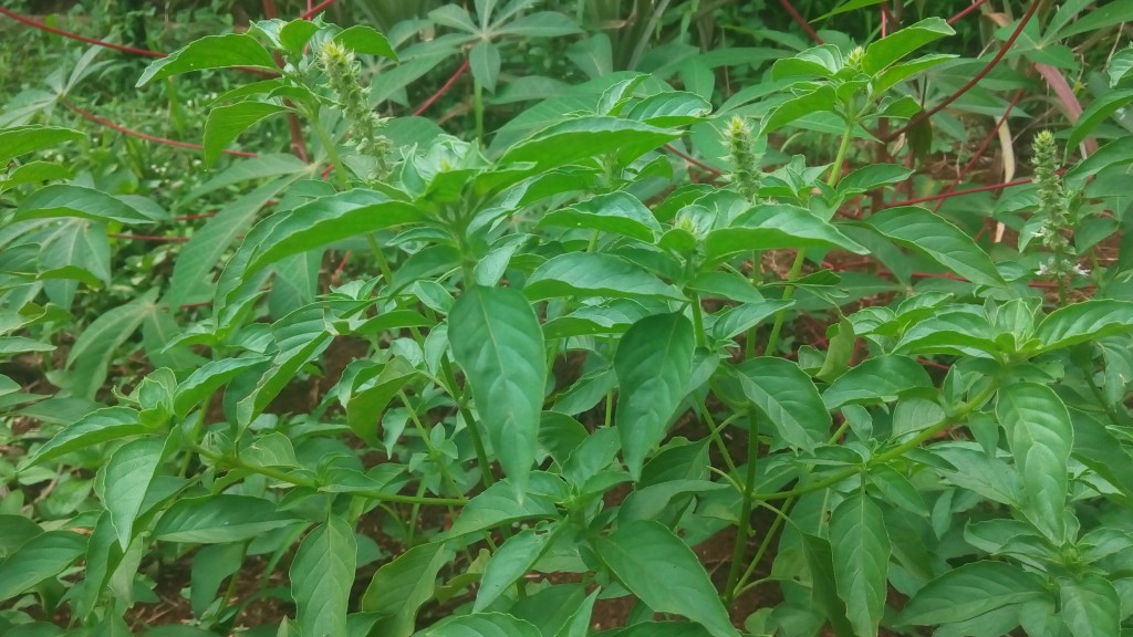 daun kemangi sebagai obat radang tenggorokan