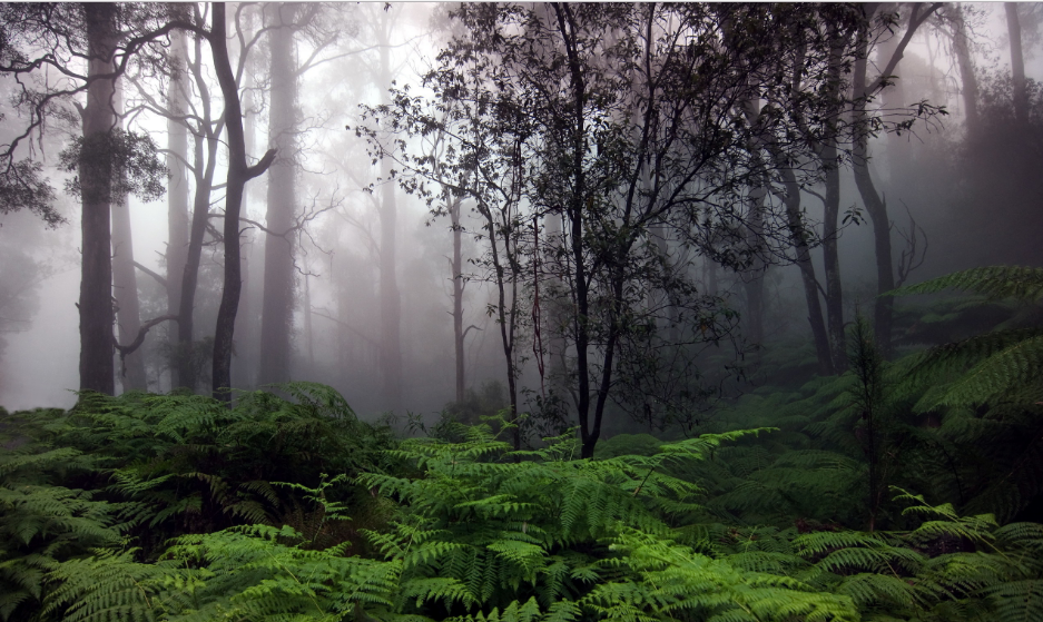 Hujan bermanfaat untuk hutan