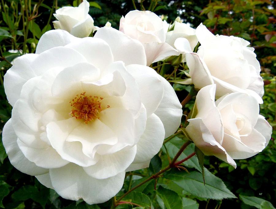 Iceberg roses