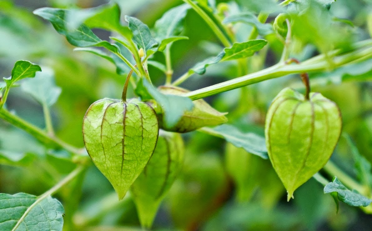 Daun Ciplukan sebagai obat radang tenggorokan