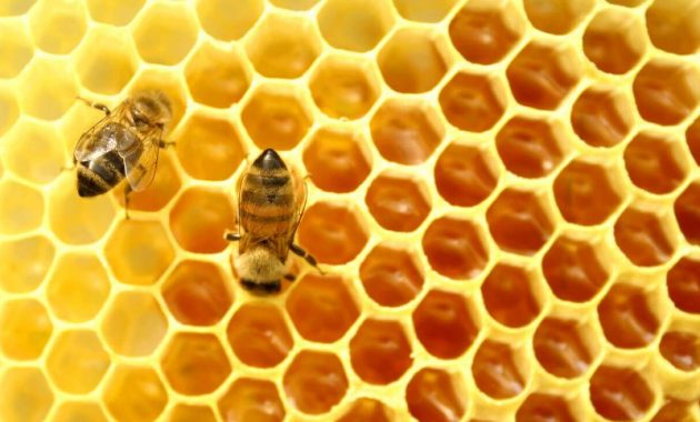 18 Manfaat Dan Fakta Tentang Propolis