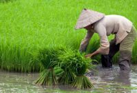 Petani Puisi