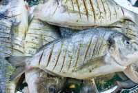 12 Rahasia Makan Ikan yang Luar Biasa Buat Kamu