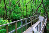 Mangrove Pariaman Jadi Wisata