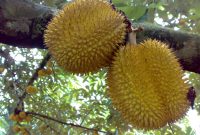 Durian Menyebabkan Kolesterol? Mitos Atau Fakta?