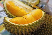 Manfaat dan Bahaya Makan Durian