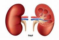 Tips Menjaga Kesehatan Ginjal