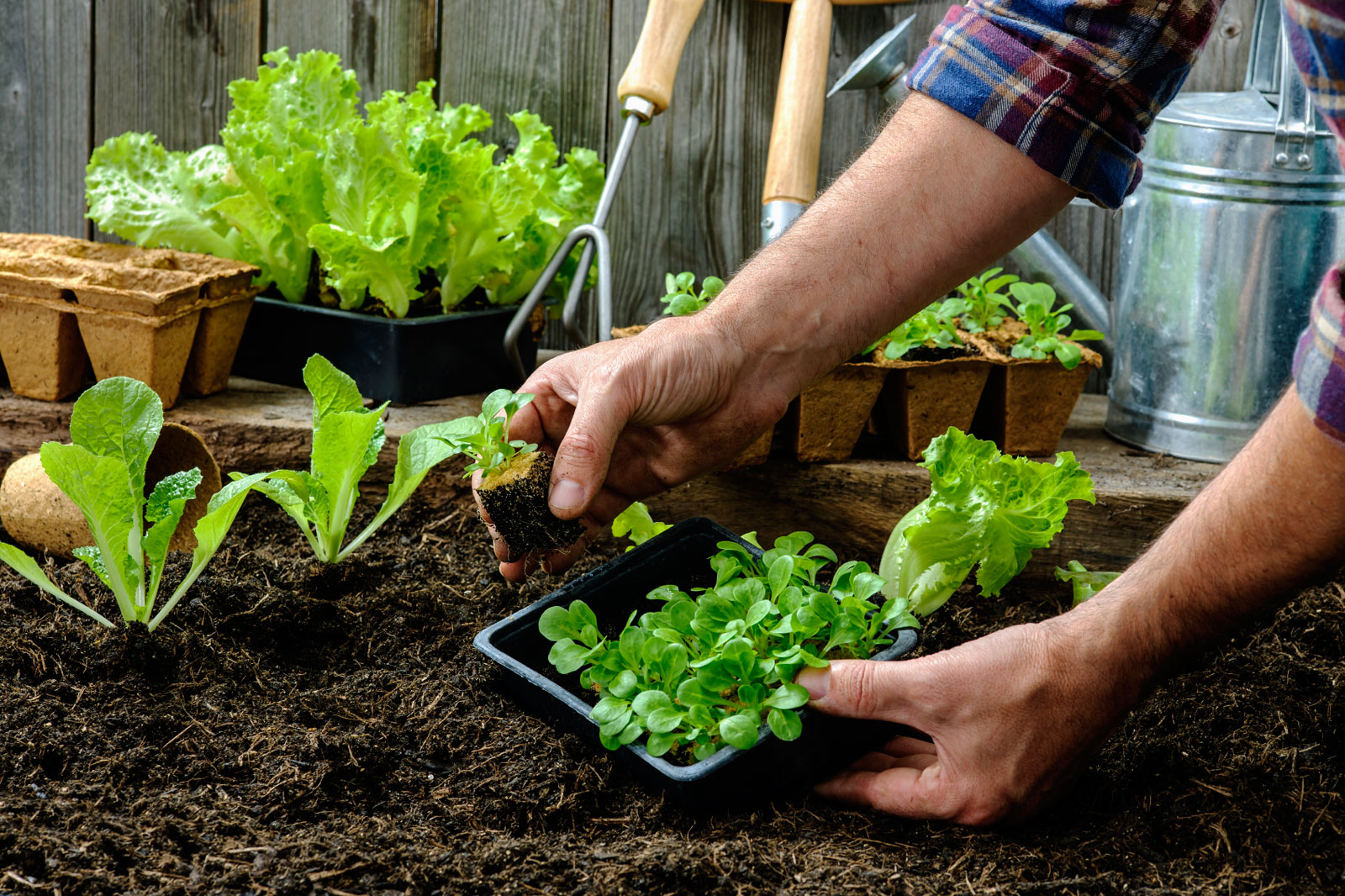 10 Tips Menanam Buah dan Sayur Organik di Rumah