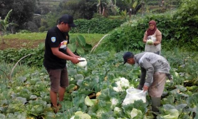 17 Contoh Usaha di Kampung yang Berpeluang untuk Berkembang