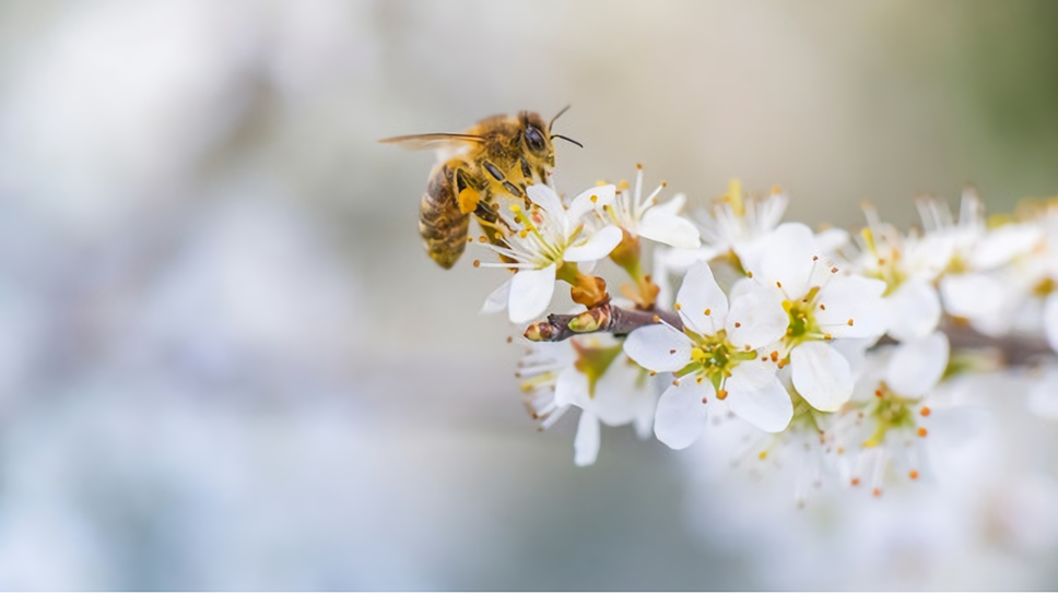 8 Bahan Alami Bantu Atasi Sengatan Lebah