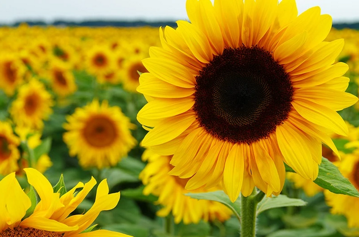 Ragam Manfaat Bunga Matahari Dan Cara Merawatnya