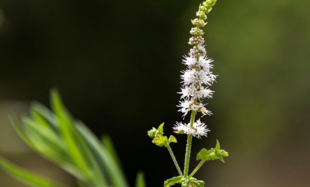 5 Jenis Ramuan Herbal yang Tidak Boleh Dikonsumsi Ibu Hamil