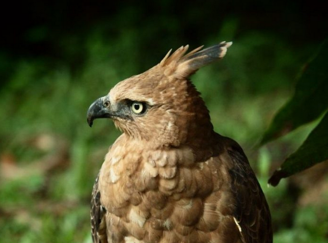 Sejarah Burung Garuda Sebagai Lambang Negara