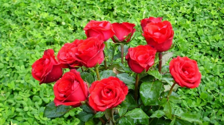 gambar bunga mawar
