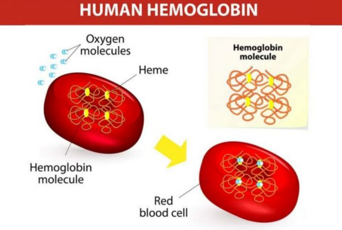 Kadar Hemoglobin Rendah? Ini 8 Cara Alami untuk Meningkatkannya!