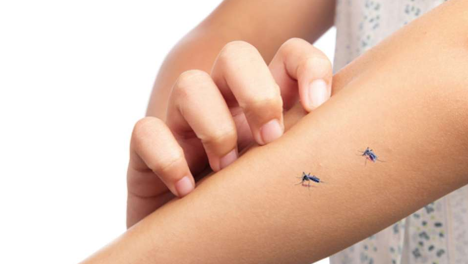 10 Cara Ampuh Mengusir Nyamuk dari Kamar