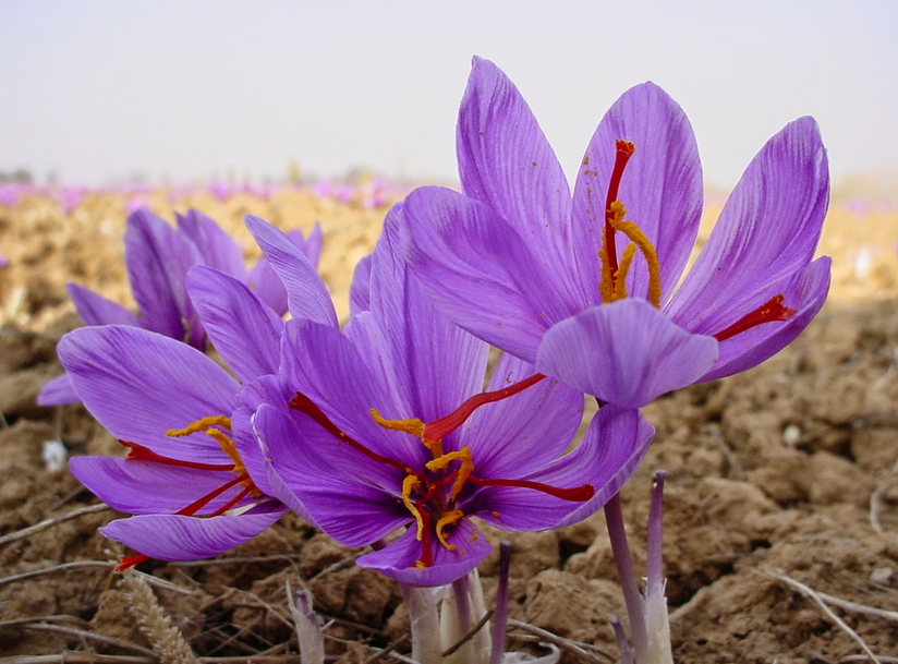 20 Manfaat Bunga Saffron yang Luar Biasa untuk Kesehatan dan Kecantikan