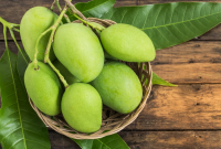 10 Jenis Buah Mangga Paling Enak yang Ada di Indonesa