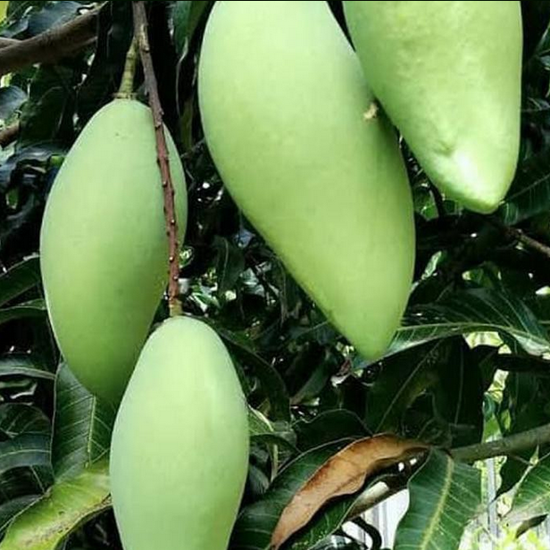 10 Jenis Buah Mangga Paling Enak yang Ada di Indonesa