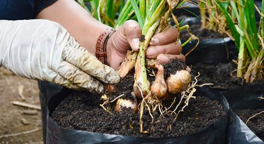 Cara Menanam Bawang Putih di Rumah dengan dengan Baik dan Benar