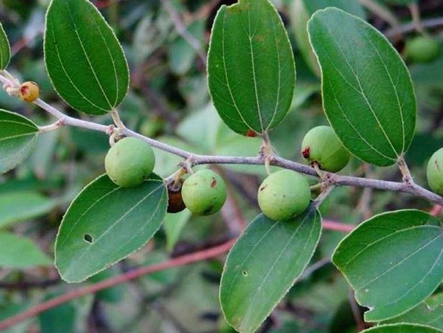 12 Manfaat Daun Bidara Bagi Kesehatan dan Kecantikan