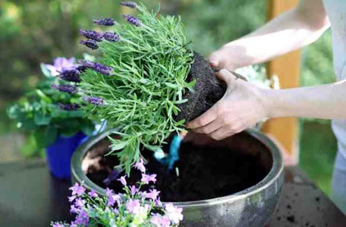 Cara Mudah Menanam Bunga Lavender di Pot