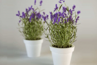 Cara Mudah Menanam Bunga Lavender di Pot