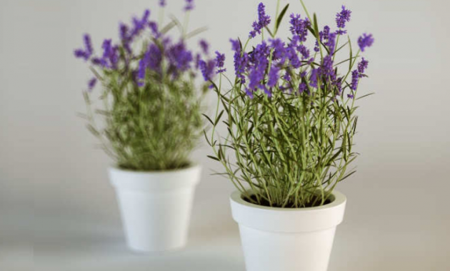 Cara Mudah Menanam Bunga Lavender di Pot