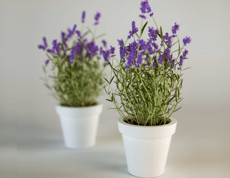 Cara Mudah Menanam Bunga Lavender di Pot