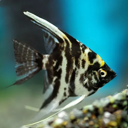 ikan hias aquarium