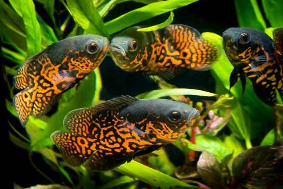 ikan hias aquarium