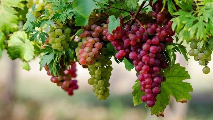 Cara Menanam Anggur Tanpa Biji di Daerah Panas dengan Mudah