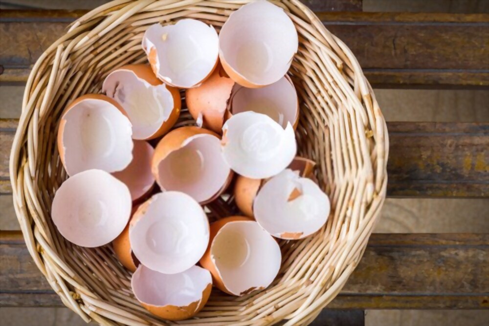 Jarang Diketahui, ini 5 Manfaat Cangkang Telur untuk Tanaman