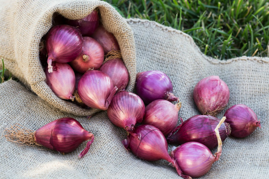 10 Bahan Dapur yang Bisa Menyuburkan Tanaman