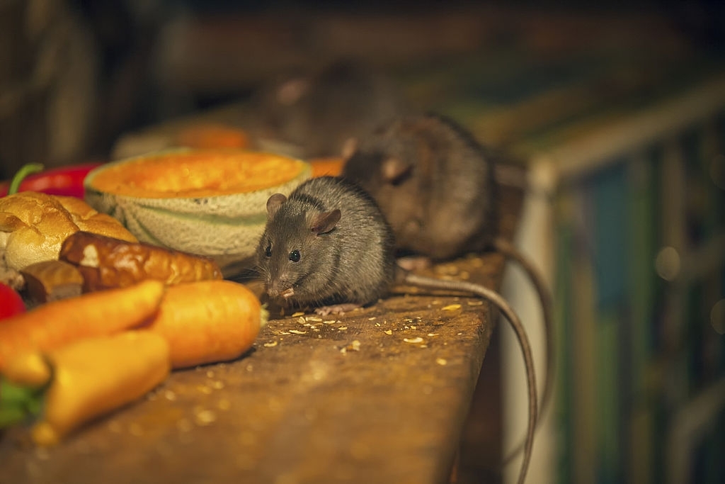7 Tanaman Pengusir Tikus yang Harus Ada di Rumah