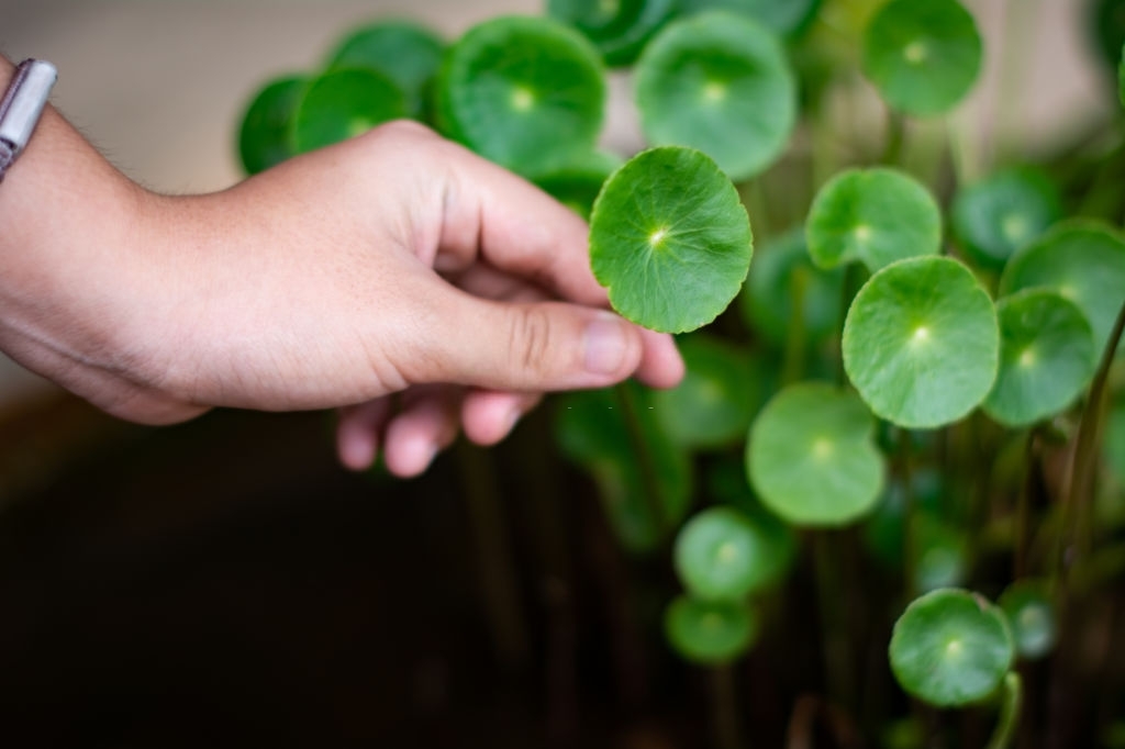 5 Tanaman Herbal yang Mampu Mengatasi Kulit Gatal