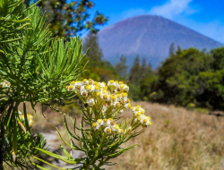 8 Fakta Bunga Edelweis, Si Cantik yang Konon Tak Boleh Dipetik