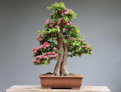 22 Macam Gaya Bonsai, Unik dan Menarik