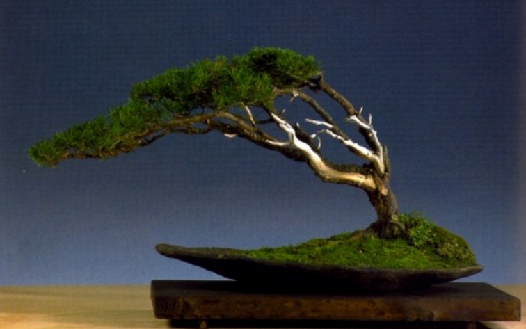 22 Macam Gaya Bonsai, Unik dan Menarik