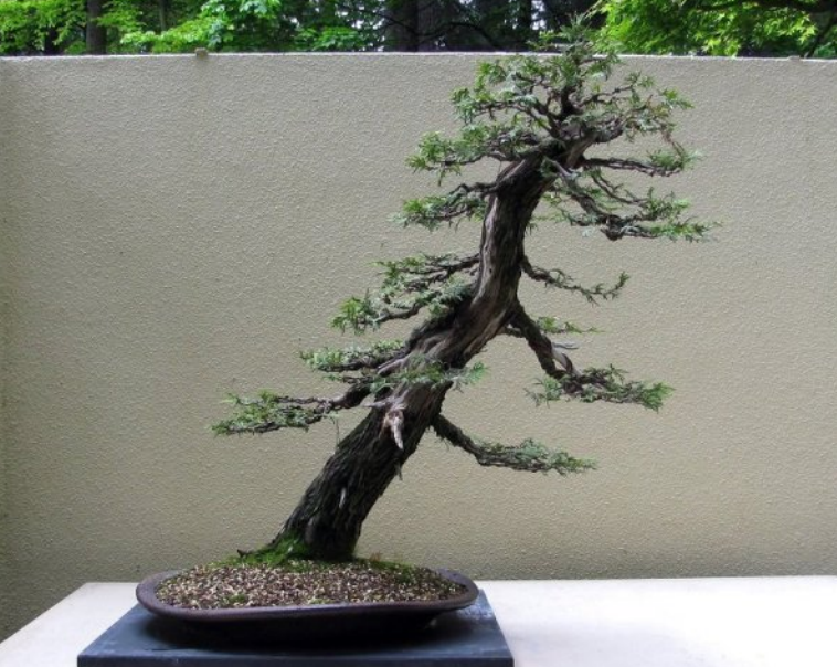 22 Macam Gaya Bonsai, Unik dan Menarik