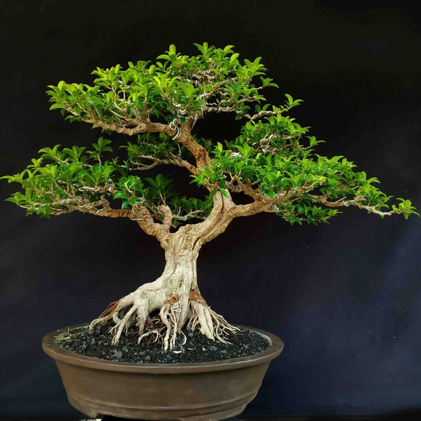 22 Macam Gaya Bonsai, Unik dan Menarik