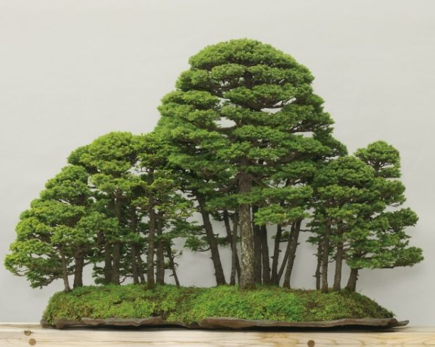 22 Macam Gaya Bonsai, Unik dan Menarik