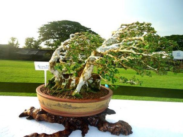 22 Macam Gaya Bonsai, Unik dan Menarik