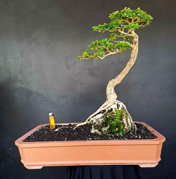 22 Macam Gaya Bonsai, Unik dan Menarik