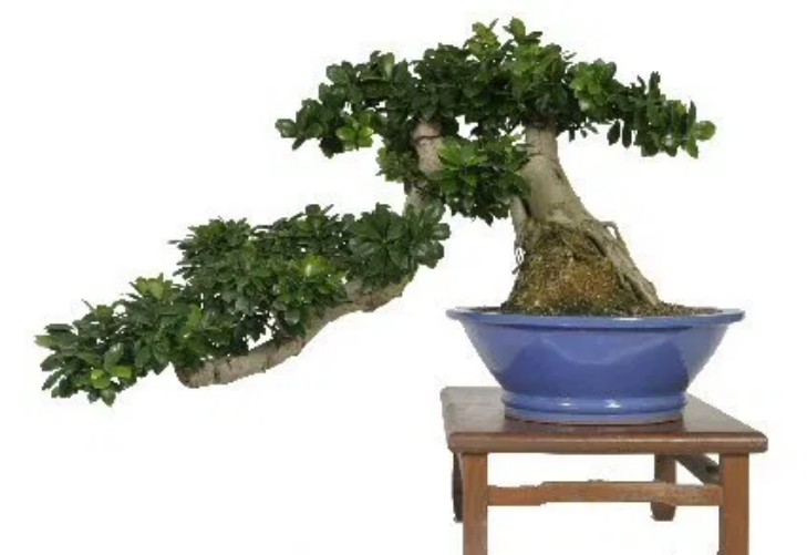 22 Macam Gaya Bonsai, Unik dan Menarik